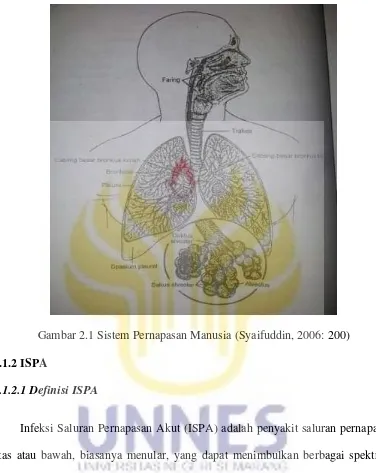 Gambar 2.1 Sistem Pernapasan Manusia (Syaifuddin, 2006: 200) 