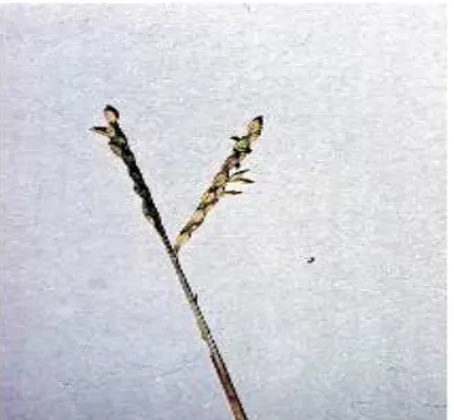 Gambar 1. Spesies gulma dominan pada pertanaman padi sawah di lahan  percobaan  