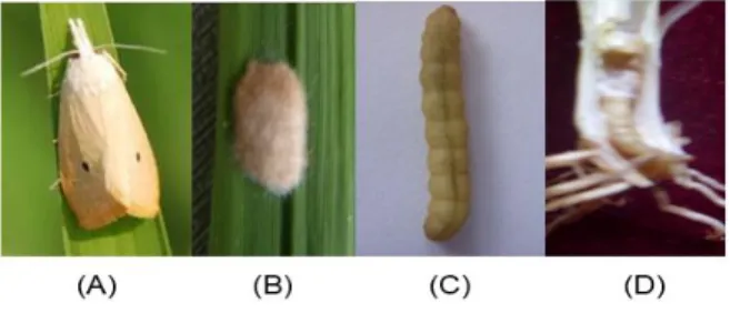 Gambar 3. Stadia penggerek batang padi kuning S. incertulas: (A)-ngengat atau imago; (B)- (B)-kelompok telur; (C)-larva; (D)-pupa 
