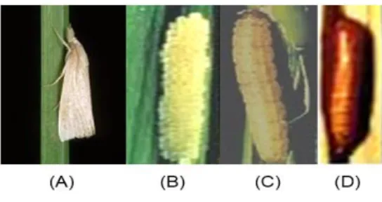 Gambar 5. Stadia penggerek batang padi bergaris C. suppressalis: (A)-ngengat atau  imago; (B)- (B)-kelompok telur; (C)-larva; (D)-pupa 