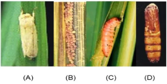 Gambar 6. Stadia penggerek batang padi merah jambu S. inferens: (A)-ngengat atau  imago; (B)- (B)-kelompok telur; (C)-larva; (D)-pupa 