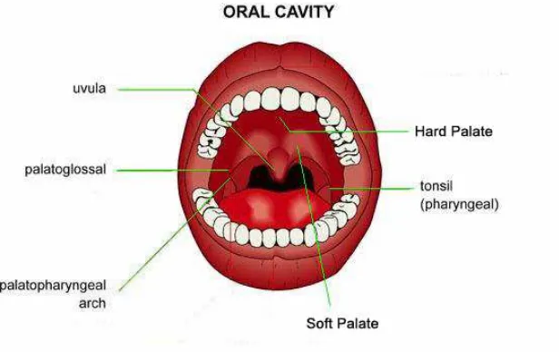 Gambar 2. Bagian-bagian pemicu muntah di dalam rongga mulut 
