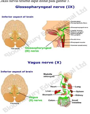 Gambar 3. Lokasi dari Nervus Glosofaringeal (IX) dan Nervus Vagus (X) 