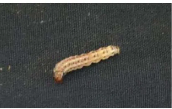 Gambar 2. Larva C. sacchariphagus 