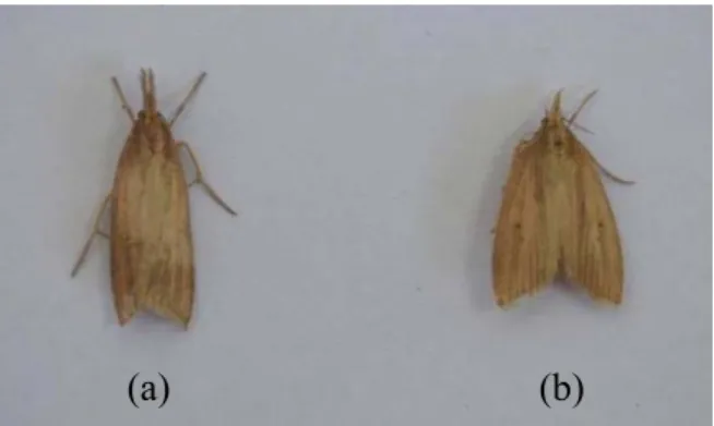 Gambar 4. Imago C. sacchariphagus jantan (a) dan betina (b) 