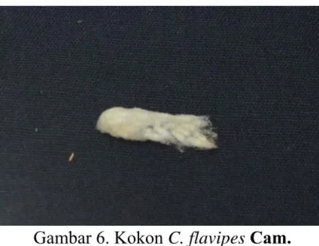 Gambar 6. Kokon C. flavipes Cam. 