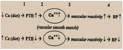 Gambar 1. Tahapan hubungan antara asupan kalsium 