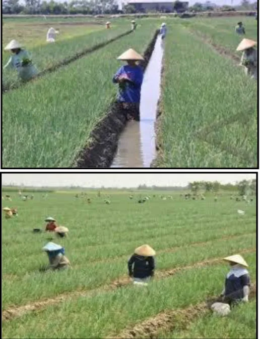 Gambar 4. Penyiangan secara manual 