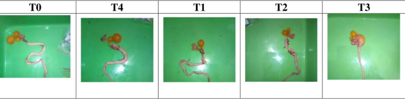 Gambar 1. Reproduksi puyuh petelur  Bobot Ovarium 