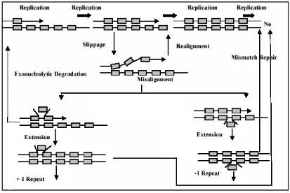 Gambar 2  Diagram model slippage strand mispairing (SSM) pada mutasi                    mikrosatelit (Eisen 1999) 