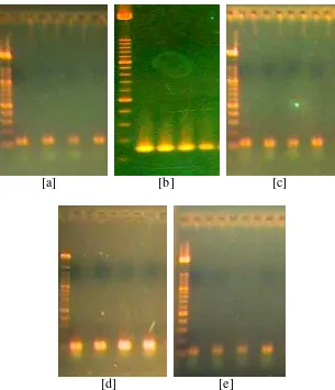 Gambar 5  Lima primer yang berhasil diamplifikasi dengan PCR.                    Keterangan : a) Hasil amplifikasi PCR menggunakan primer ccmp1