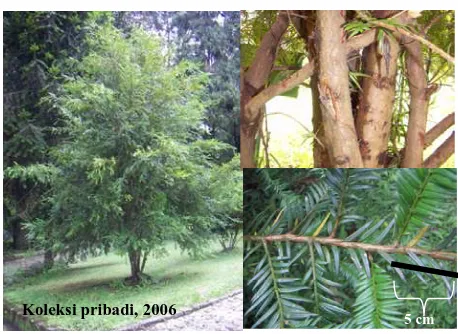 Gambar 1  Pohon, batang, dan daun Cemara sumatra. 