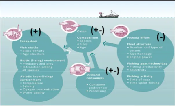 Gambar 4.1 Keterkaitan Ekosistem dalam Pengelolaan Sistem Perikanan    (sumber: http://worldoceanreview.com/en/wor-1/fisheries/causes-of-overfishing/)  5
