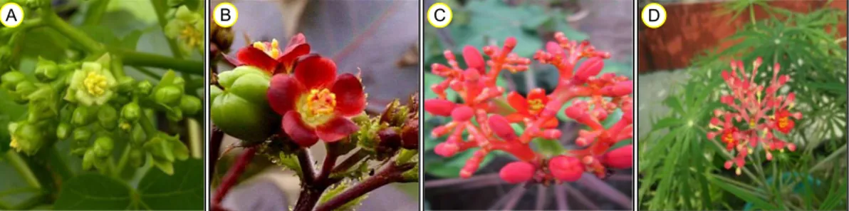 Gambar 1.  Karakter morfologis warna bunga Jatropha spp. A = J. curcas Majene #1, B = J