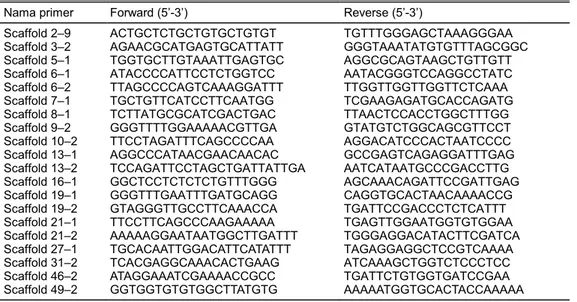 Gambar 2.  Hasil elektroforesis amplikon DNA Jatropha spp. pada pada gel agarosa 4%. A = Scaffold 13-1, B = Scaffold 5-1, M = 100 bp DNA 