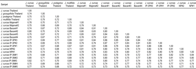 Tabel 4.  Matriks kesamaan genetik 20 aksesi plasma nutfah Jatropha spp. berdasarkan 20 Marka SSR