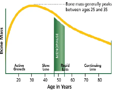 Gambar ini menunjukan bahwa terjadi percepatan pertumbuhan tulang , yang mencapai massa puncak tulang pada usia berkisar 20 – 30 tahun, kemudian terjadi 