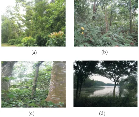 Gambar 5. Kondisi areal hutan kota UI: pohon yang kompak dan rapat (a), spesies pohon beranekaragam (b), diameter batang yang cukup besar (c) dan danau sebagai objek rekreasi (d)