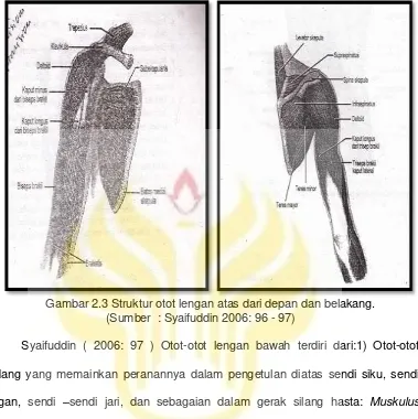 Gambar 2.3 Struktur otot lengan atas dari depan dan belakang. 