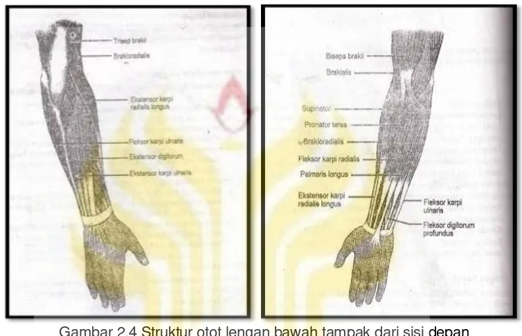 Gambar 2.4 Struktur otot lengan bawah tampak dari sisi depan 