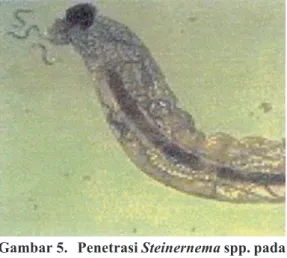 Gambar 5.  Penetrasi Steinernema spp. pada  larva (Penetration of Steinernema  spp. larvae) (pembesaran 4,5x)