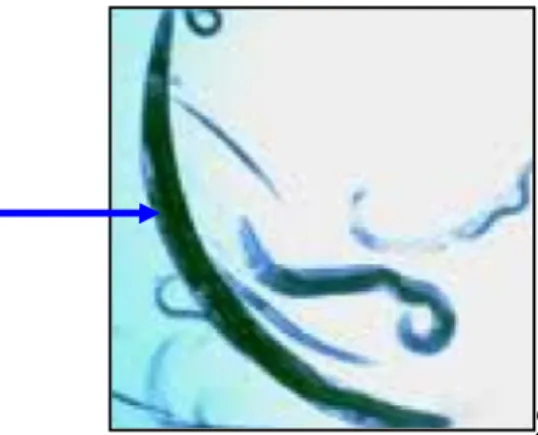Gambar 6.  Siklus Hidup Jufenil Infektif Instar Dua Steinernema spp.           (Fedriyanto dan Riyanto, 2009) 