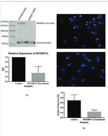 Gambar 3. Dampak peredaman RPGRIP1L terhadap tingkat ekspresi protein pada jalur Hedgehog