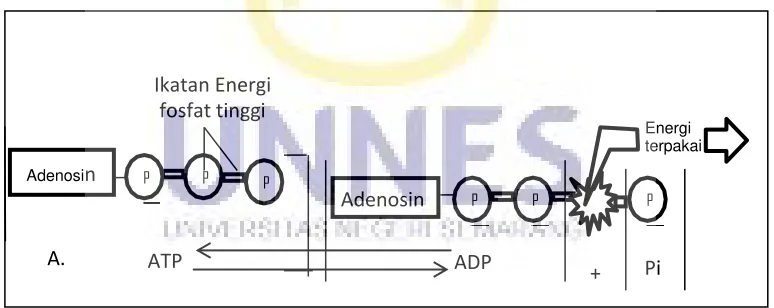 Gambar 2.2 kontraksi otot rangka, Sumber: Pate dkk, 1993:236 