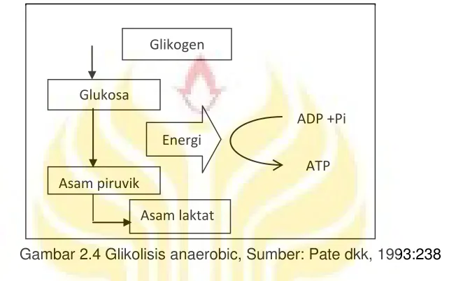 Gambar 2.4 Glikolisis anaerobic, Sumber: Pate dkk, 1993:238 