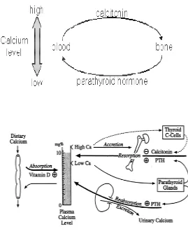 Gambar 2. Metabolisme Kalsium 