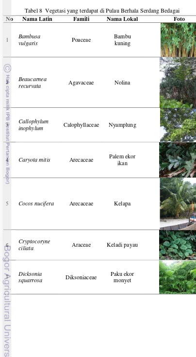 Tabel 8  Vegetasi yang terdapat di Pulau Berhala Serdang Bedagai 