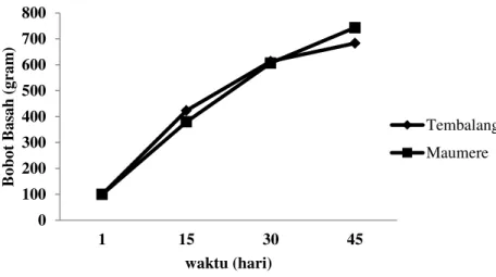 Gambar  3. Bobot basah rumput laut tembalang dan maumere