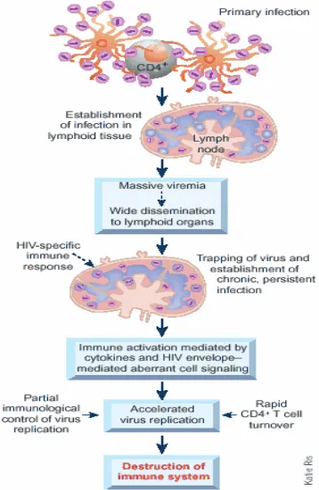Gambar 2.5. Patogenesis HIV 