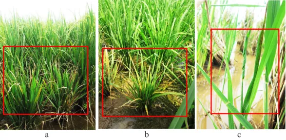 Gambar 1 Tanaman padi yang terserang penyakit kerdil diantara tanaman sehat. a. Gejala  penyakit kerdil rumput pada tanaman 5 MST, b