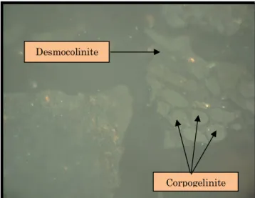 Gambar 7. Maseral Vitrinit (Corpogelinite Desmocolinite) 