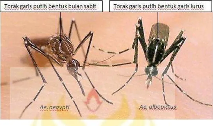 Gambar 2.1. Morfologi Nyamuk Vektor Demam Berdarah Dengue 