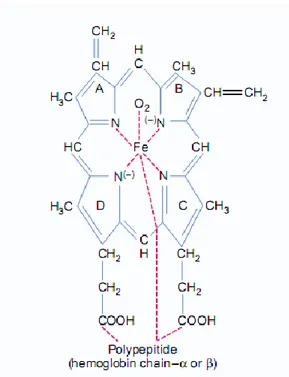 Gambar 2.1. Struktur Hemoglobin (Guyton dan Hall, 2012)   5.  Proses Pembentukan Hemoglobin 