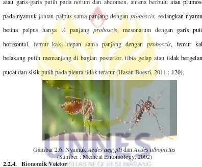 Gambar 2.6. Nyamuk Aedes aegypti dan Aedes albopictus 