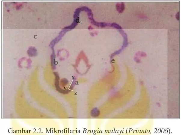 Gambar 2.2. Mikrofilaria Brugia malayi (Prianto, 2006). 