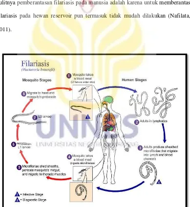 Gambar 2.4. Siklus Hidup dan Penularan Filariasis (Widoyono, 2011). 