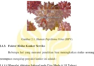 Gambar 2.1. Human Papilloma Virus (HPV) 