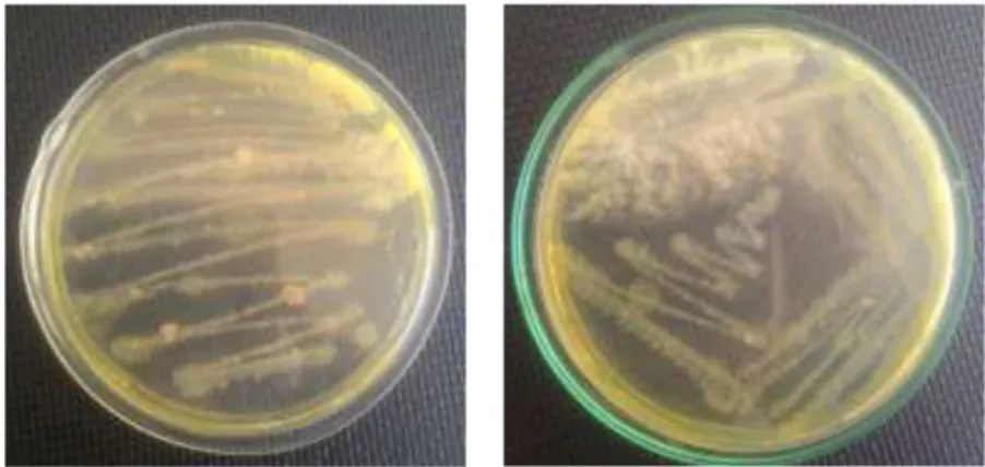 Gambar 3. Bakteri Simbion Spons yang Tumbuh dalam Media Nutrient Agar 
