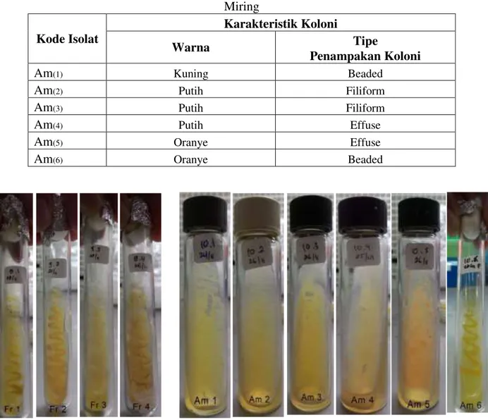 Tabel 4. Karakteristik Isolat Bakteri Simbion Spons yang menyerupai Agelas sp. pada Agar     Miring 