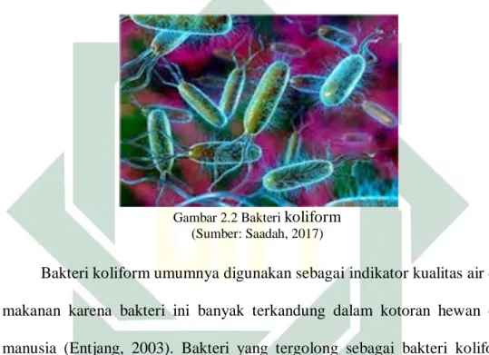 Gambar 2.2 Bakteri  koliform (Sumber: Saadah, 2017) 