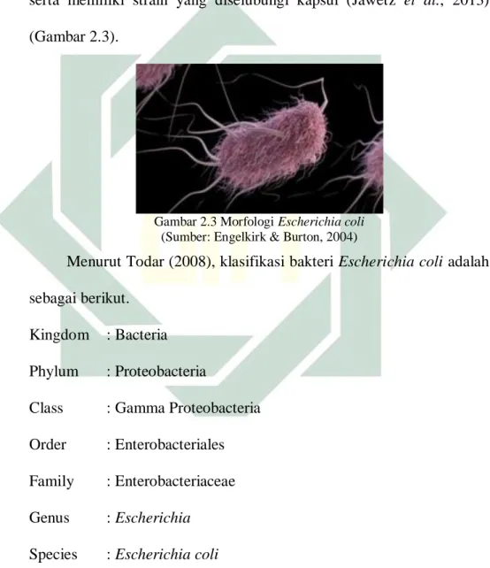 Gambar 2.3 Morfologi Escherichia coli  (Sumber: Engelkirk &amp; Burton, 2004) 