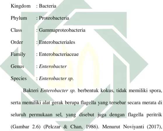 Gambar 2.6 Enterobacter sp. 