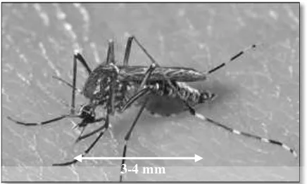 Gambar 2.4 Nyamuk Aedes aegypti Dewasa  
