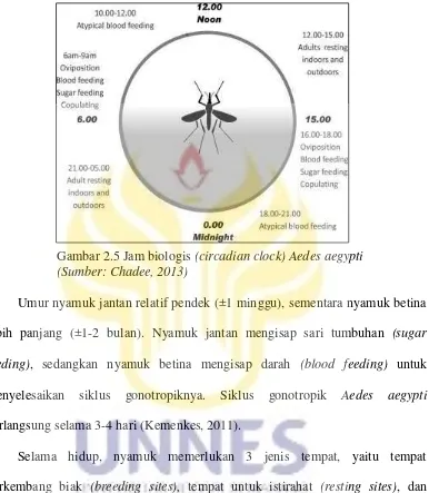 Gambar 2.5 Jam biologis (circadian clock) Aedes aegypti  