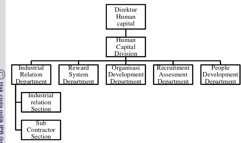 Gambar 2. Struktur organisasi human capital division PT United Tractors, Tbk 