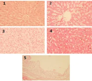 Gambar 3. Histopatologi Hepar Tikus SD 